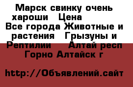 Марск свинку очень хароши › Цена ­ 2 000 - Все города Животные и растения » Грызуны и Рептилии   . Алтай респ.,Горно-Алтайск г.